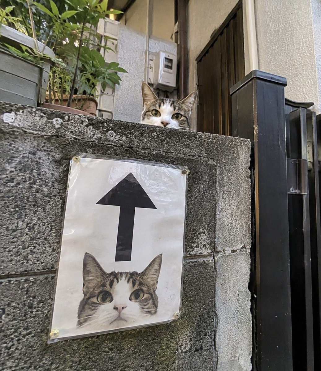 BestOfMeow's tweet photo. ⬆️ https://t.co/1fPUkgjW50