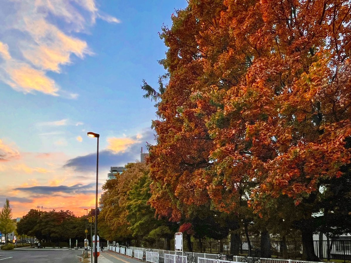 rohiruha86's tweet photo. 紅葉と夕焼けの
コントラストが最高すぎた🍁
#紅葉 #夕焼け #秋の景色 
#autumnleaf #sunsetsky https://t.co/Y5pMYtxx8q
