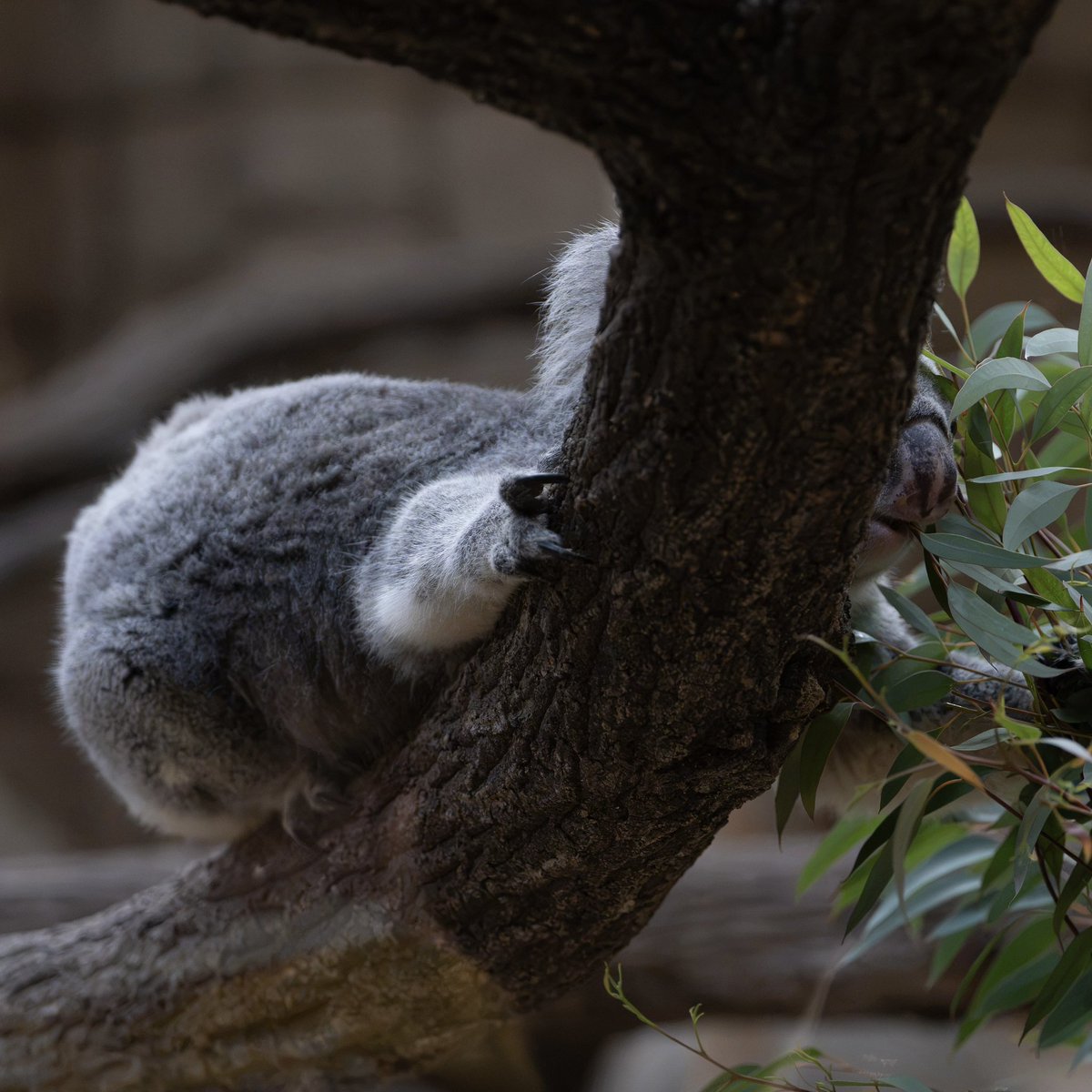 anzun0518's tweet photo. 良いケツと鼻꒰( ❛⑪❛ )꒱
#ホリー #コアラ #東山動植物園 https://t.co/WsLq6i8OKa