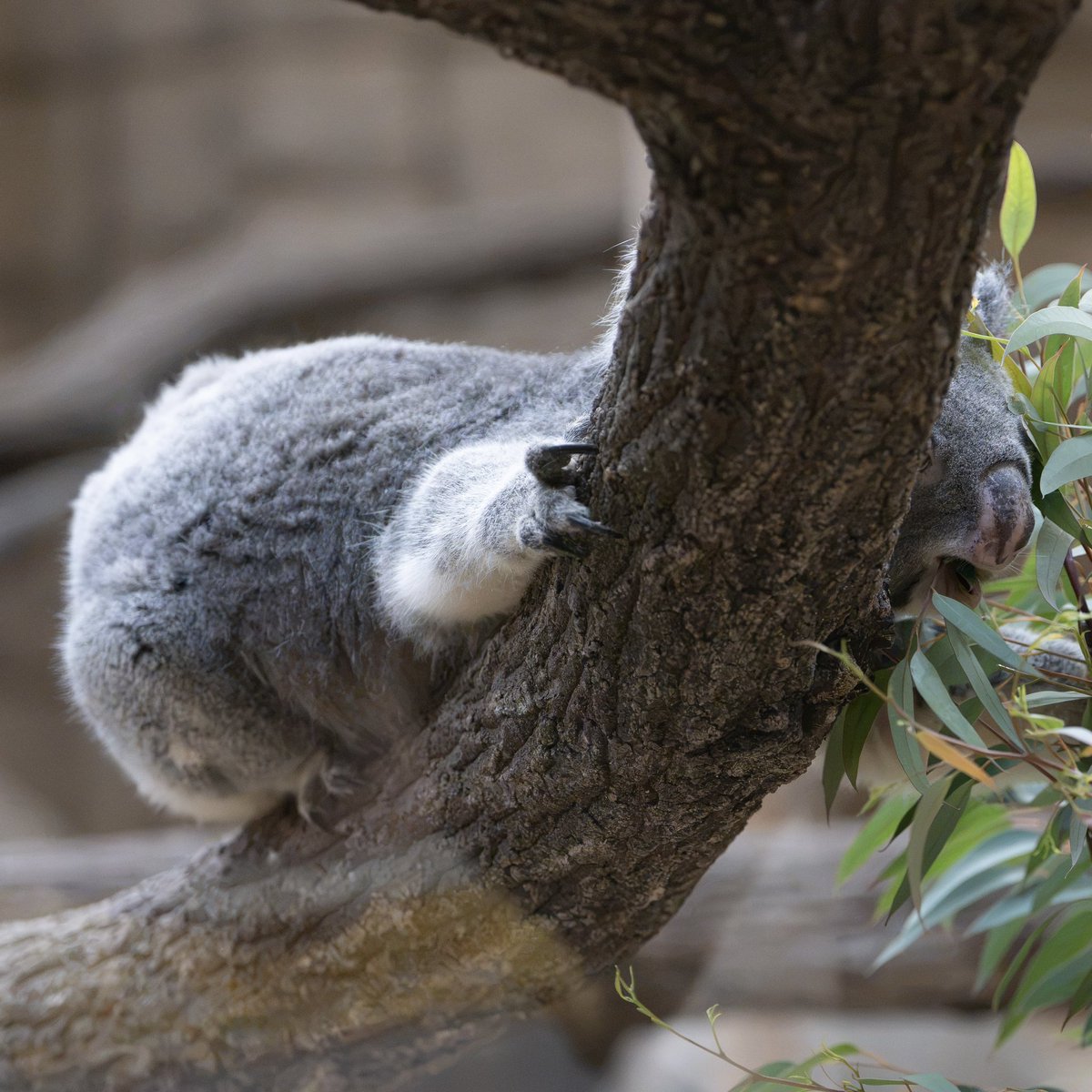 anzun0518's tweet photo. 良いケツと鼻꒰( ❛⑪❛ )꒱
#ホリー #コアラ #東山動植物園 https://t.co/WsLq6i8OKa