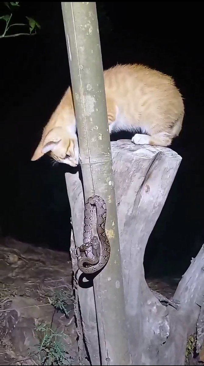 Nandani_sharna's tweet photo. Cat vs Snake 

Two enemies face off in the silence of the night...

One is known for its lightning-fast reflexes and razor-sharp claws, while the other possesses deadly venom. 

Who will win this intense battle of speed vs venom? https://t.co/ODW6cF7568
