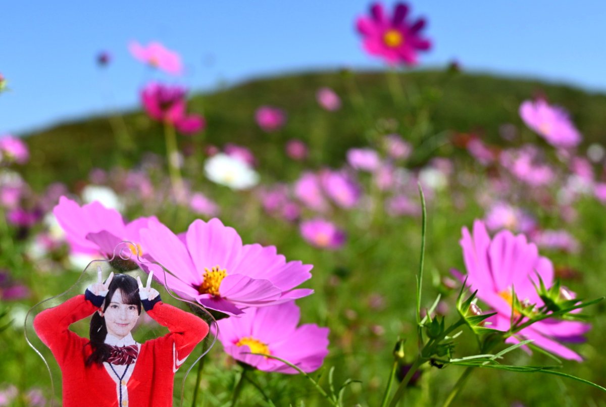 paap_rose's tweet photo. 秋桜@はにわの里🌸 https://t.co/J1aU8lLFYg