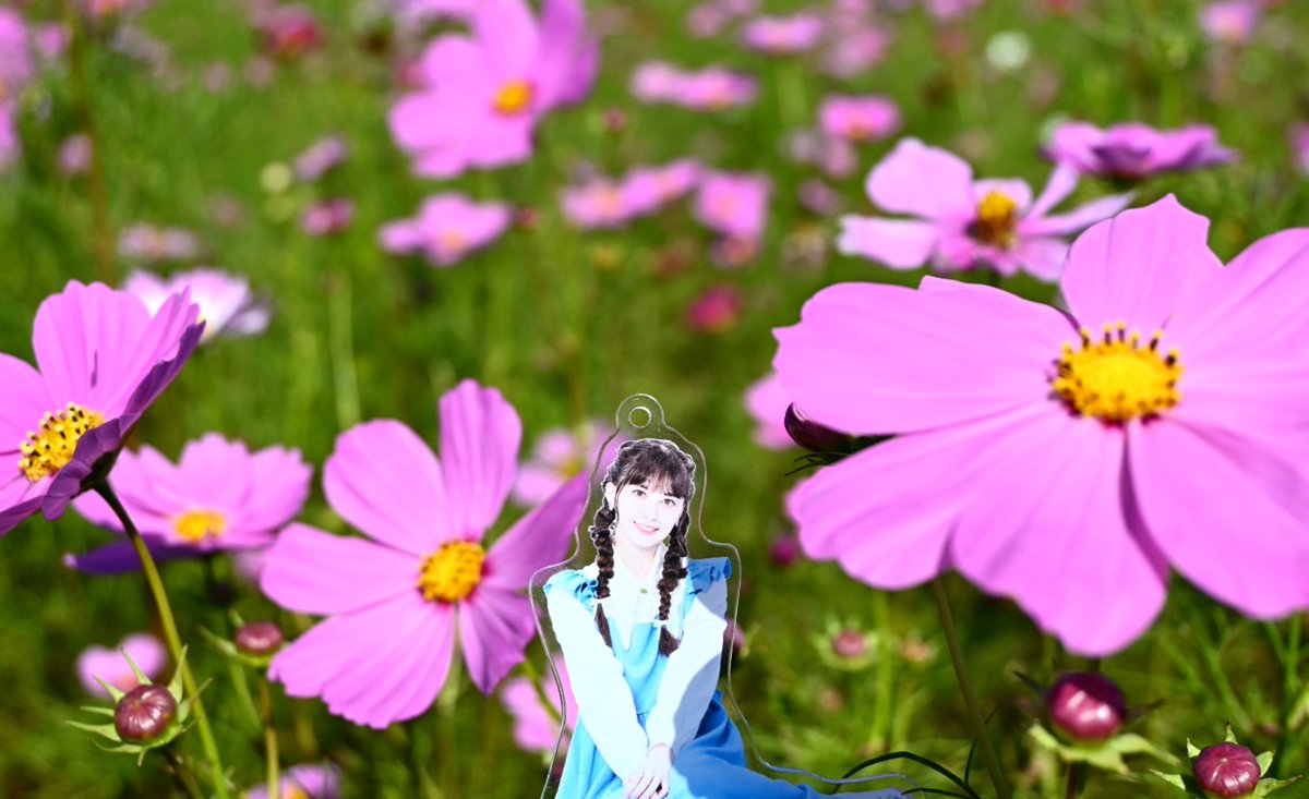 paap_rose's tweet photo. 秋桜@はにわの里🌸 https://t.co/J1aU8lLFYg