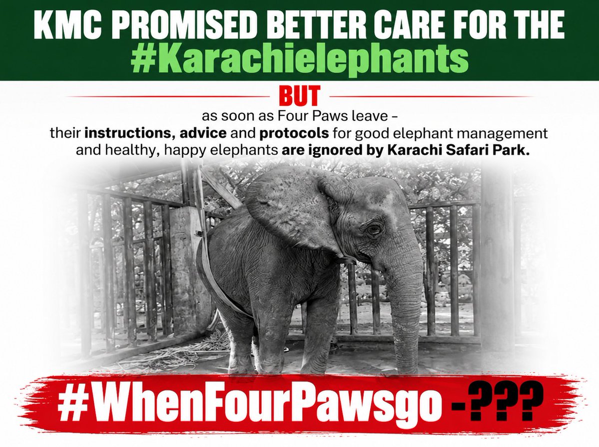 anikasleem's tweet photo. How can we or you have any confidence in the #KarachiSafariPark management @Murtazawahab1 ❓ Each time #WhenFourPawsgo KSP return to poor 🐘husbandry and #Karachielephants are left to suffer the consequences 😭 https://t.co/HGMfgMzY23