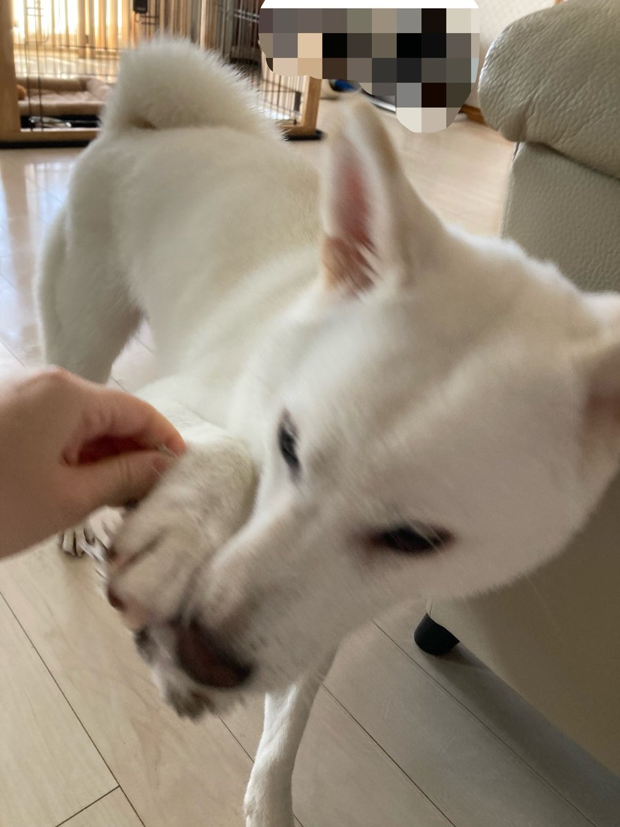 solic3636's tweet photo. ヘドウィグの片翼が……
小さな頃からお気に入り

 #柴犬 #白柴 #柴犬好き #犬好き #犬のいる生活 #ハリーポッター #ヘドウィグ https://t.co/gRGQ4a6zQp