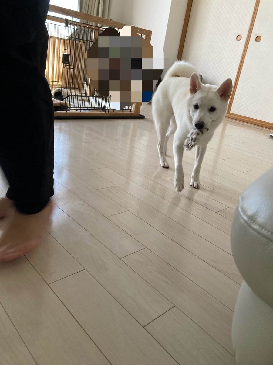 solic3636's tweet photo. ヘドウィグの片翼が……
小さな頃からお気に入り

 #柴犬 #白柴 #柴犬好き #犬好き #犬のいる生活 #ハリーポッター #ヘドウィグ https://t.co/gRGQ4a6zQp