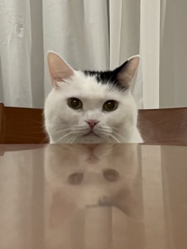 takeru0321neko's tweet photo. 久しぶりに自分の椅子に座ってる https://t.co/fBwVvUwkr4