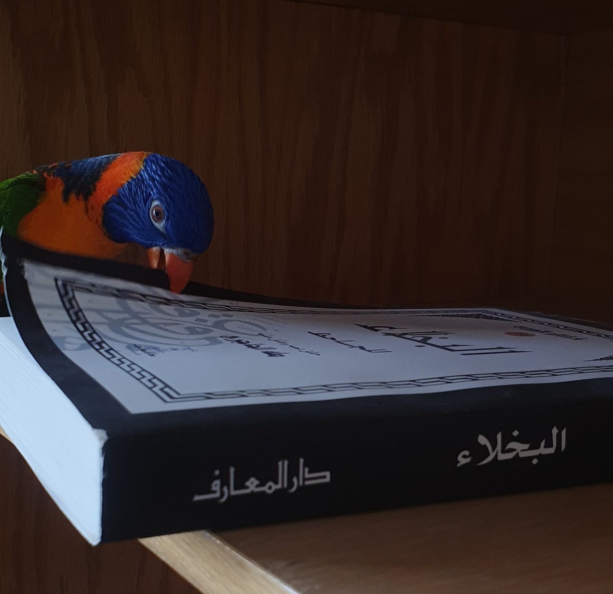 Humydun tweet picture