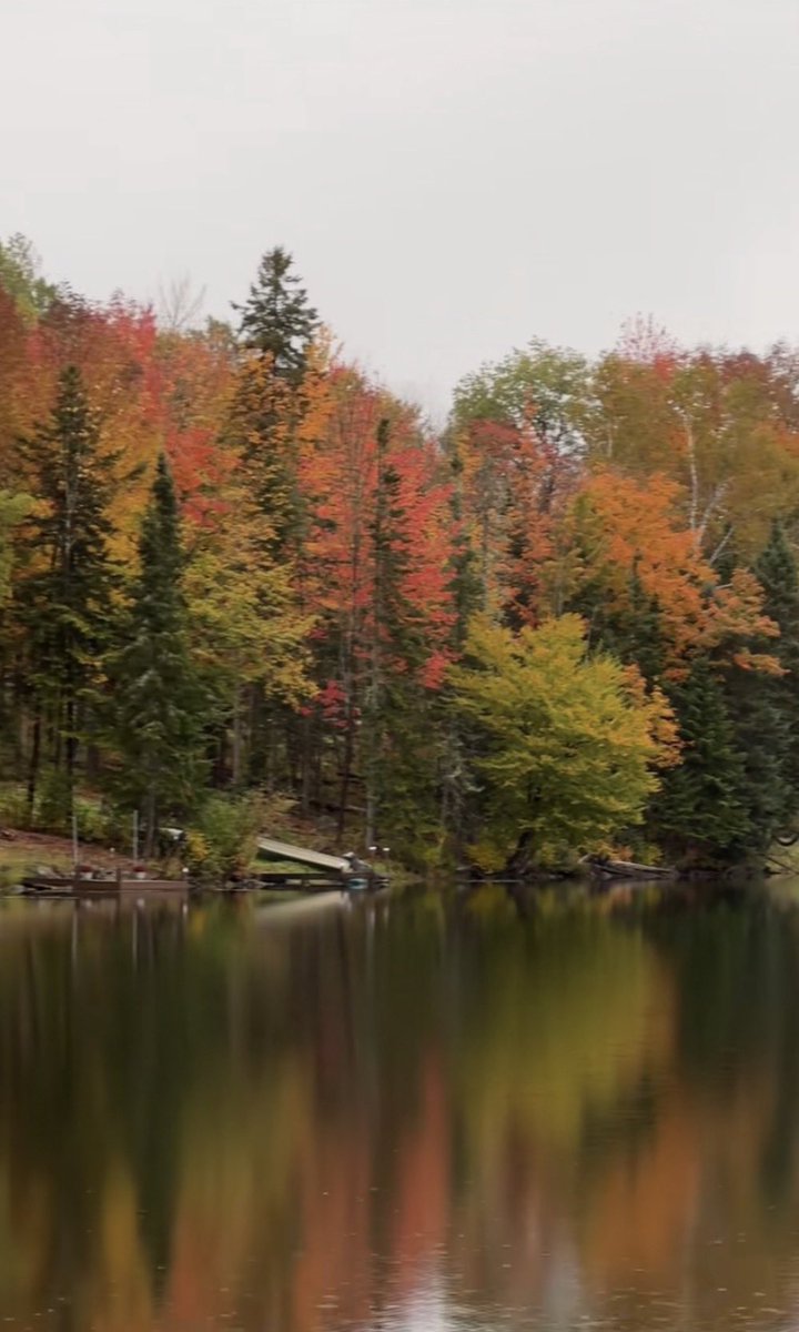 just_chantel__'s tweet photo. grey canopy over autumn‘s vibrance https://t.co/Z2Y7zWTnqZ