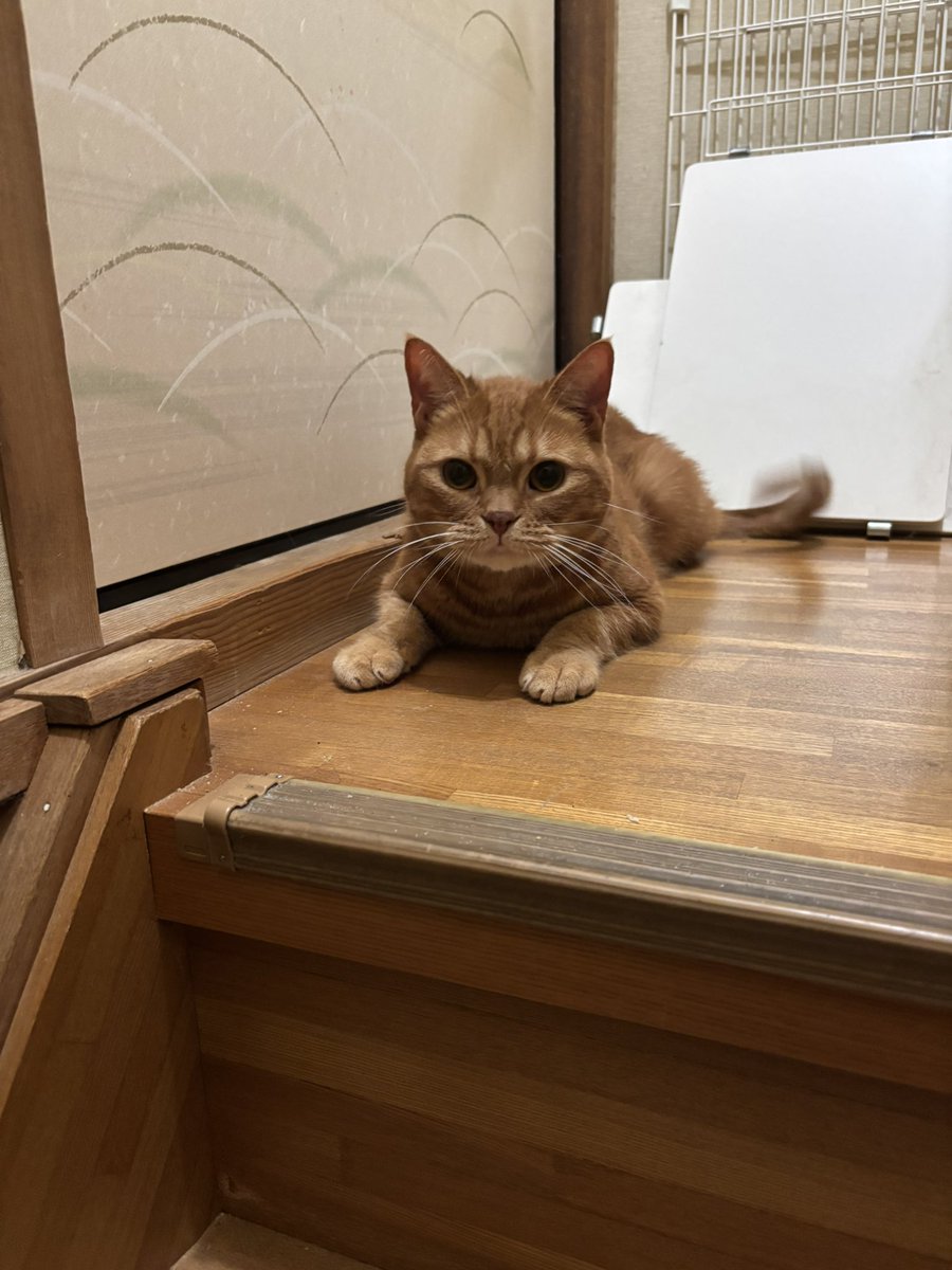 sinonome_sin's tweet photo. しっぽブン！ https://t.co/56DzliootO