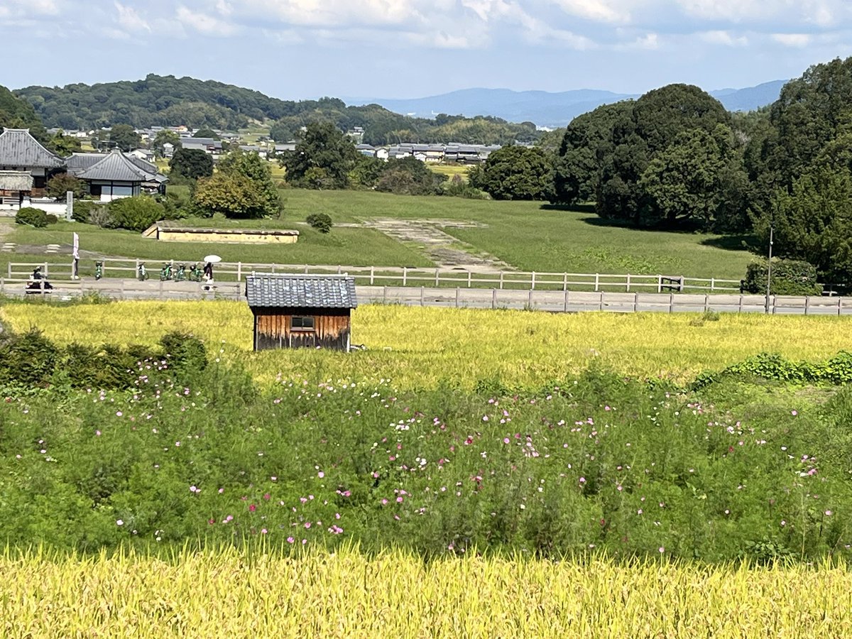 may_maymoon's tweet photo. 奈良、明日香村へ。自転車を借りて、寺社や遺跡を巡った。田園風景に溶け込む、不思議な形の巨岩を見るのが楽しい。田んぼでは三世代が手際よく稲刈りをしていて、その横を通り過ぎた。上り坂は全力立ち漕ぎ、下り坂で万葉の風に吹かれる。帰り際、さっきの田んぼに戻ると収穫はすっかり終わっていた。 https://t.co/yfMHk0alrH