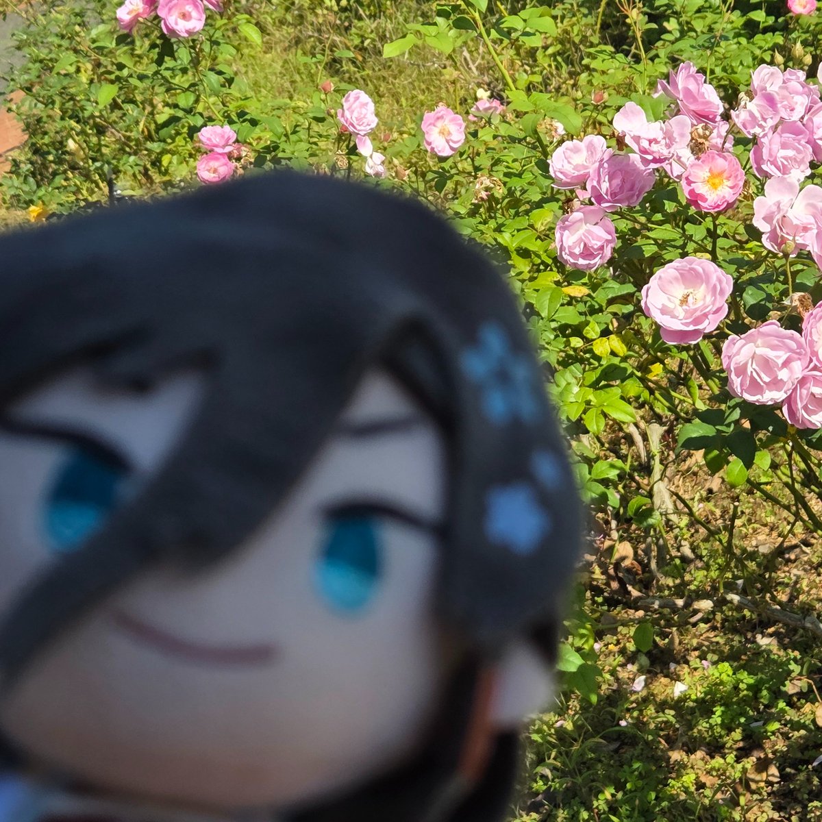 46usa_usa's tweet photo. 今日は天気がよかったのでちょっとお散歩！
もうけっこうバラ咲いてるんだね～☺️ https://t.co/LKrofddaC1