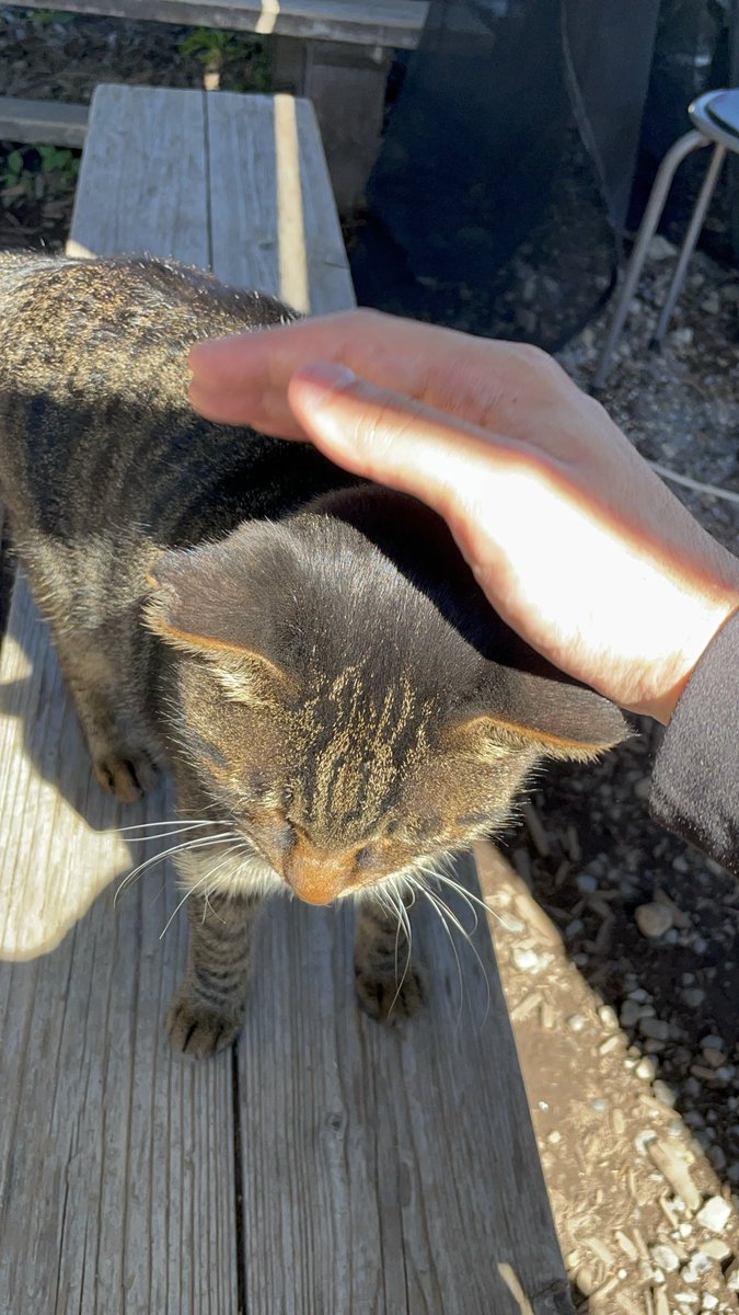40__neko's tweet photo. 久しぶりのサバゲー！人の多さにはびっくりしたけど、色んなルールで楽しめました！猫とも沢山交流できて満足！一緒のチームの方ありがとうございました！
#サバゲー
#サバパー https://t.co/pBFV2g3Jp3