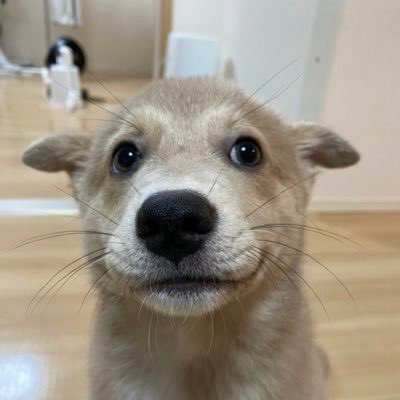 Aoi_Sunacos's tweet photo. Aoi生誕祭【演者紹介】✨️

名前 : してやったり顔のイヌ(ちゃんりょー)(@_chomosuke )

所属 : 時の扉 / YAAAAAS

青いベンチのハーモニカで有名な…噂のDJ！
私の中のJPOPと言えばこの人！！
つばさとB to Bでｧｹﾞｧｹﾞ曲で盛り上げてくれます！✨️

#Aoi生誕祭 https://t.co/6BObpKYJqG