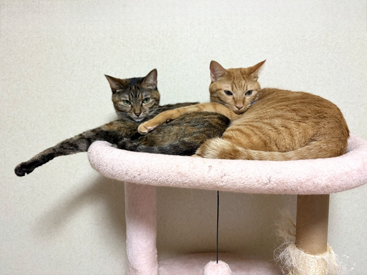 meruchame's tweet photo. なんそれ https://t.co/c1ZKlckRKf