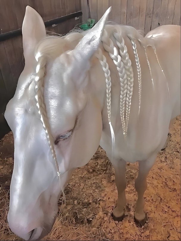 sciencegirl's tweet photo. The sheen of an Akhal-Teke horse https://t.co/bcyhKePsO5