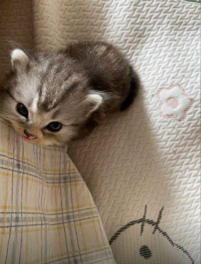 culKitten's tweet photo. https://t.co/BU4fFMFru7