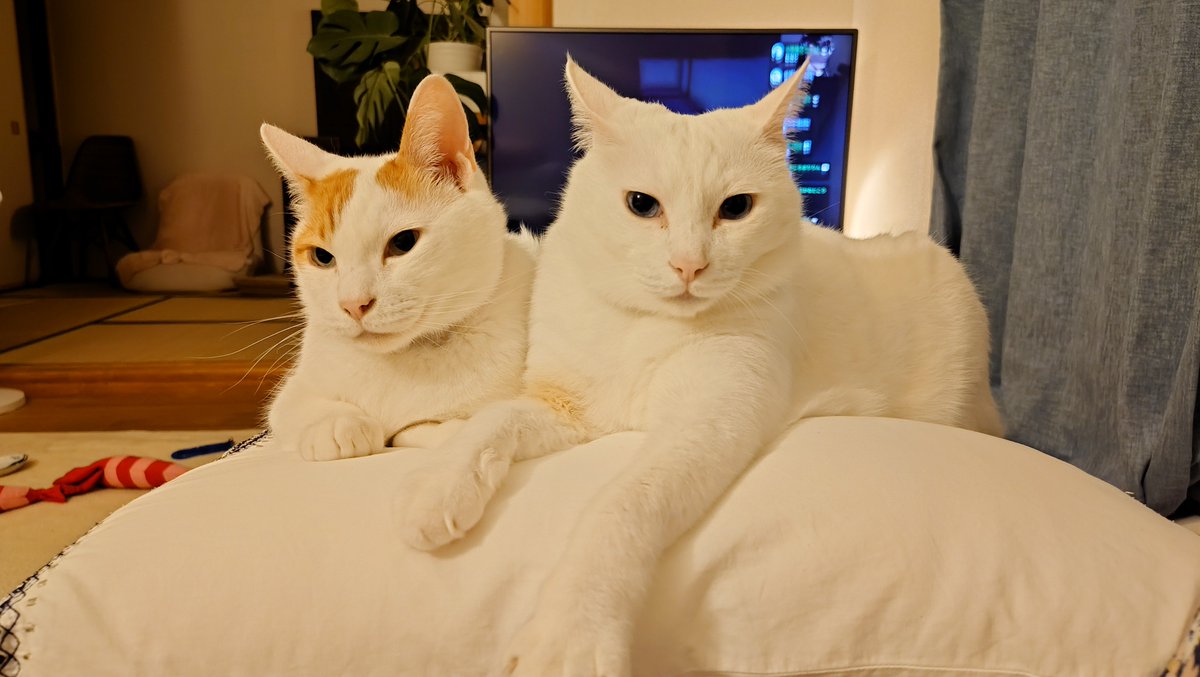 chiho0723's tweet photo. ベスポジをおもちが勝ち取りました
※ベスポジとは飼い主の目の前 https://t.co/DXA1aHqdz5