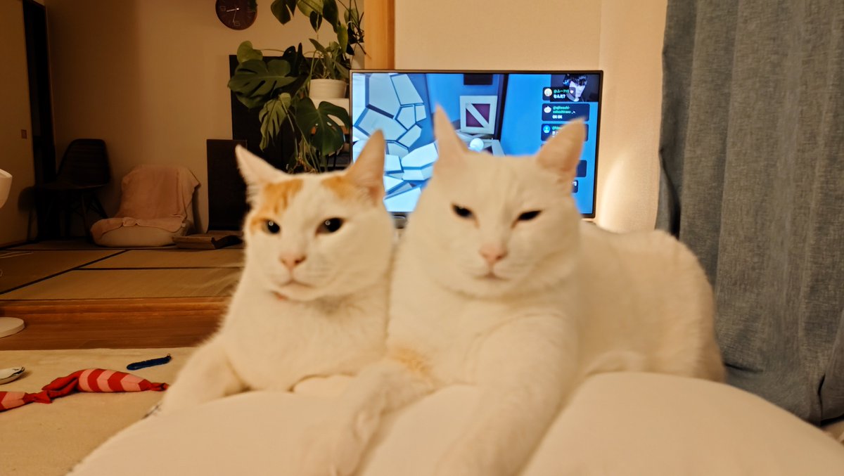 chiho0723's tweet photo. ベスポジをおもちが勝ち取りました
※ベスポジとは飼い主の目の前 https://t.co/DXA1aHqdz5