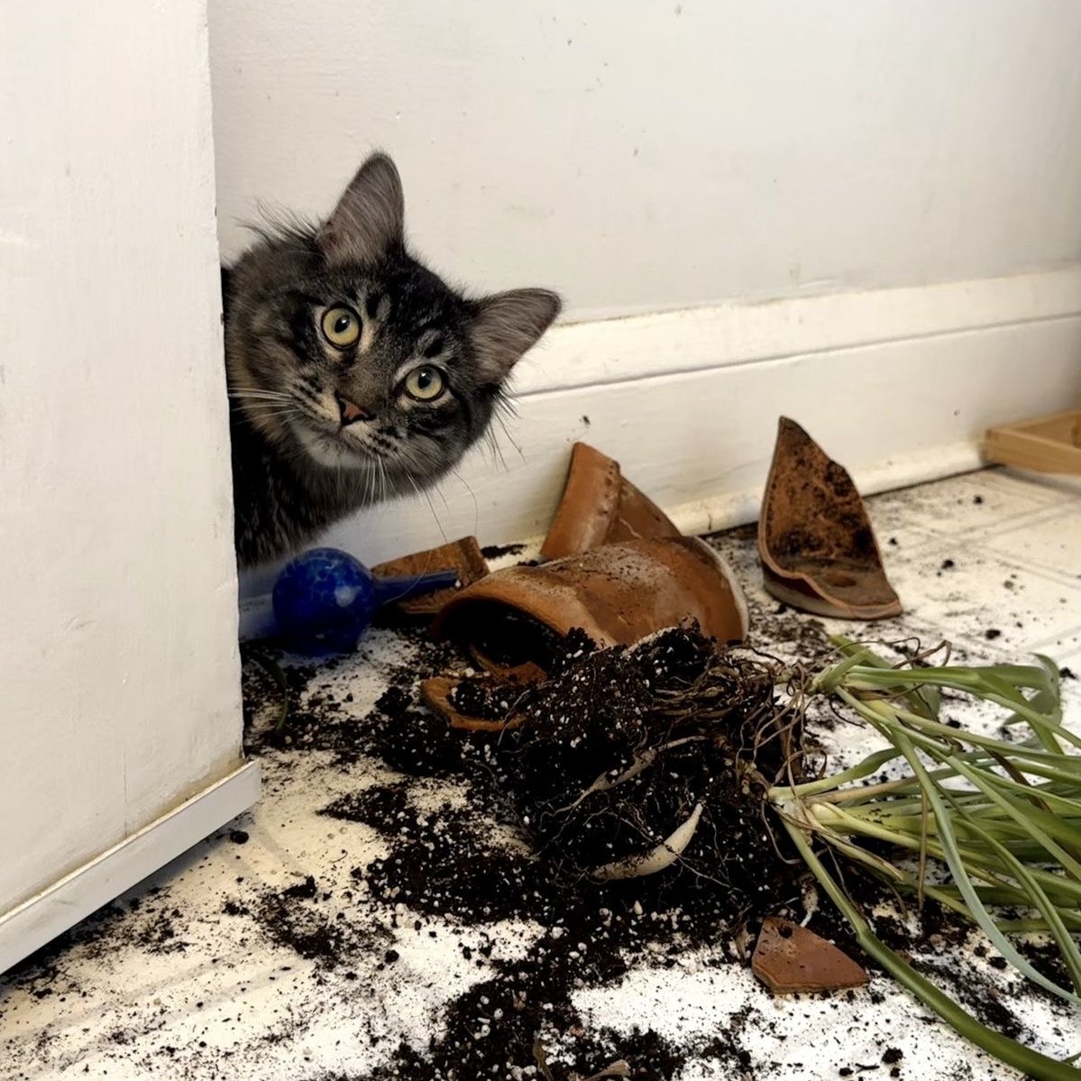 iwtvlcats's tweet photo. https://t.co/Y8zHEq6D6M