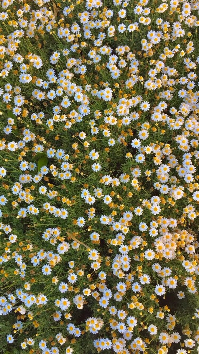 dreamyflowerrs's tweet photo. daisies https://t.co/itzL4FnVjv