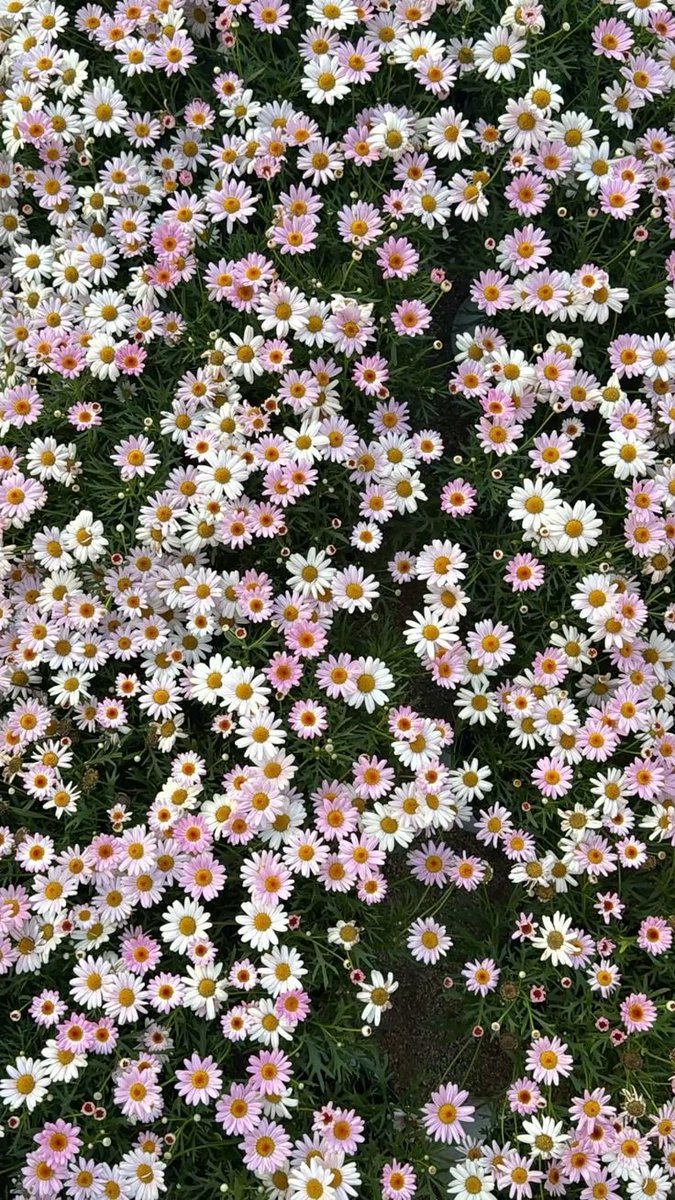 dreamyflowerrs's tweet photo. daisies https://t.co/itzL4FnVjv