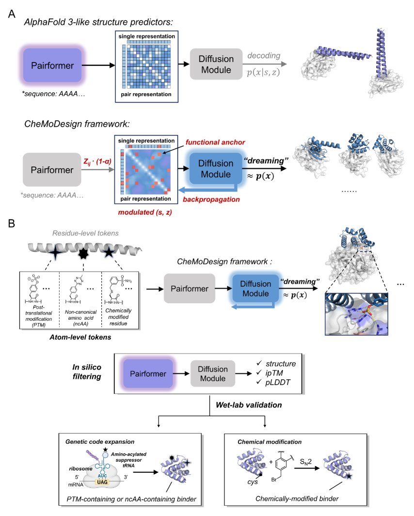 BiologyAIDaily's tweet photo. De novo protein design in an expanded chemical space

1 CheMoDesign is a generative framework that treats chemistry (PTMs, genetically encoded noncanonical amino acids, and post-expression chemical modifications) as a user-specified design variable, enabling de novo proteins whose binding and reactivity causally depend on the chosen chemical group.

2 Method core: it repurposes a pretrained all-atom structure-prediction model (Boltz-2) without retraining by weakening Pairformer pair-representation conditioning (zij → (1 − α)zij) to increase structural exploration, while preserving “chemical/functional anchors” that must remain fixed in the interface.

3 The workflow separates “dreaming” and “waking”: dreaming samples diverse target-associated backbones under weakened conditioning; waking performs sequence-conditioned truncated denoising to repair local geometry and reconcile the backbone with realizable sequences, improving sequence–structure compatibility across multiple targets.

4 Chemical anchors are implemented at atom-level: a parent residue representation is retained while an atom-level moiety is appended with correct covalent topology; all pairs involving the chemical moiety are protected during scaling/optimization, letting the model organize interfaces around the specified chemistry.

5 Retrospective validation: on native PTM-dependent complexes (acetyllysine, trimethyllysine, phosphotyrosine), CheMoDesign could recover native-like functional-group geometry (RMSD < 2 Å among passing designs), and “chemical ablation” back to canonical residues reduced predicted interface quality (ipTM drops of ~0.36–0.64), supporting modification dependence.

6 Prospective PTM design: sulfotyrosine (TYS) binders to thrombin were generated at multiple epitopes; 5/11 expressed designs all bound, with KD values spanning ~165–1193 nM, and Tyr substitution weakened binding across epitopes, indicating the designed sulfate group contributed to recognition.

7 Another PTM case: 3-nitrotyrosine (3-NT) binders to HER2 were designed without relying on an existing HER2–3-NT structural template; tested pairs showed 3-NT variants bound ~2.5–3.3× tighter than Tyr variants (e.g., KD ~236 nM vs ~780 nM), consistent with chemistry-guided interface formation.

8 Genetically encoded ncAAs enabled programmable behaviors beyond affinity: a tetrazine-bearing residue dominated IL-7Rα binding (KD ~8.4 nM; Ala/Phe substitutions >2 μM) and allowed post-production “rewriting” via tetrazine–TCO ligation, yielding payload-dependent affinity switching (including near-blocking by PEG-20K).

9 Reactivity as a designed output: pBpa-containing binders supported light-triggered covalent capture (rapid crosslinking upon 365 nm irradiation, including on-cell retention), while FSY-containing binders enabled proximity-driven SuFEx covalency to Trop-2 with crosslinking MS evidence for the intended linkage.

10 Post-expression chemistry broadened the accessible chemical space: installing a benzenesulfonamide modification on a designed Cys produced an isoform-selective CA IX binder/inhibitor (KD ~45 nM; weak CA XII binding; ~98% CA IX inhibition at 1 μM), and a photolabile 2-nitrobenzyl alcohol-derived modification enabled light-activated covalent PD-L1 capture with competitor-resistant cellular retention dependent on PD-L1 Lys75.

💻Code: https://t.co/t979TdZYAx
📜Paper: https://t.co/iTbjV17cvZ
#ProteinDesign #GenerativeAI #ComputationalBiology #ChemicalBiology #NoncanonicalAminoAcids #PostTranslationalModifications #CovalentInhibitors #BioorthogonalChemistry #Boltz2 #AlphaFold3