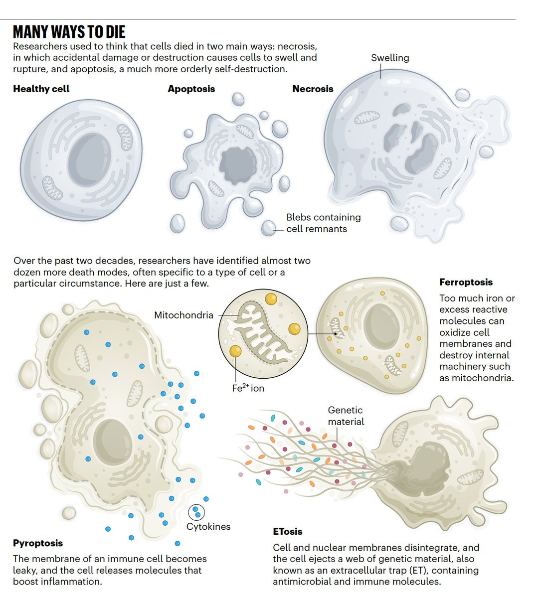 gorka_orive's tweet photo. Antes se pensaba que las células morían por necrosis o apoptosis. Pero desde 1999, se han descrito una veintena de nuevos tipos de muerte celular, y la cifra sigue aumentando. https://t.co/1GVqmSbIdd https://t.co/nvIv74AlPV