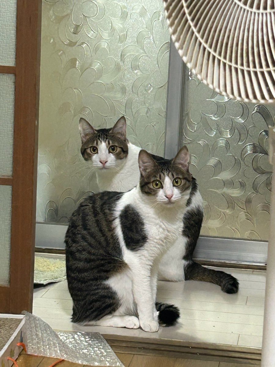picomeguri's tweet photo. ウチのねこたちホンマに可愛い、この可愛さで無料なのエグい（保護主さんから無償で譲渡してもらったため） https://t.co/AAbo2cflpE
