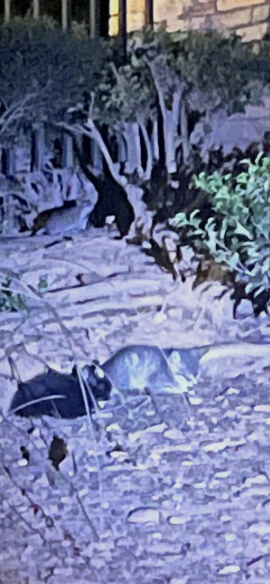 gandolf_s's tweet photo. Wed-Saturday 14 hrs in cold/rain spent trying to get the dumpster babies. After 3 hours last night I was able to get 4. The number was always 4 but on Friday night a 5th appeared. One baby got left behind 💔 I had a drop trap and 4 baby traps set but he was not having it😭 I waited an extra hr after securing 4 and then the rain hit. So back at it tonight 😴. Naturally they are terrified. These are Zena’ group real cousins, who are now fighting each other because of the scent of the new kittens next to their crate😭. Received $54 in donations the last week. So, now I will have 5 new babies to take to first vet visit, then full vetting… again I ask please don’t just like but free retweet for help. Thank you 🙏 
https://t.co/kSvbDH8CwU
Medlock Bridge Animal Hospital 770-242-9272 under Priya