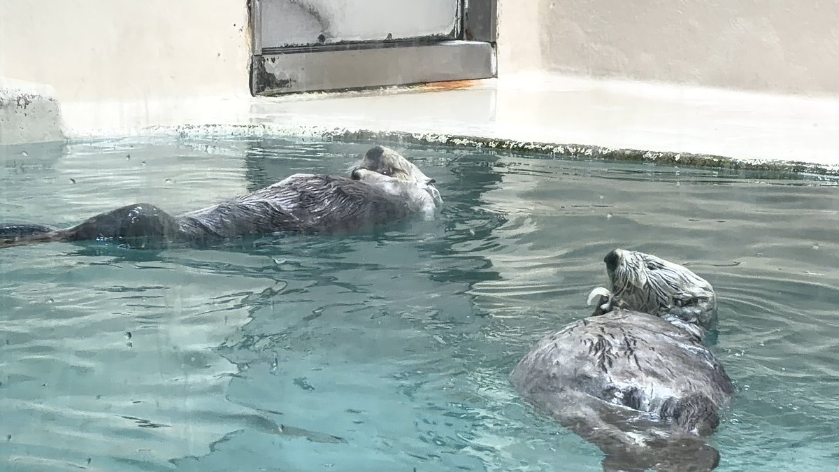 at23_mame's tweet photo. 今日は鳥羽水族館行ってました！
かわいいがいっぱいだった！
（学マス知らない友達と行ったから
ぬいは留守番です） https://t.co/KPOfkl1IdN