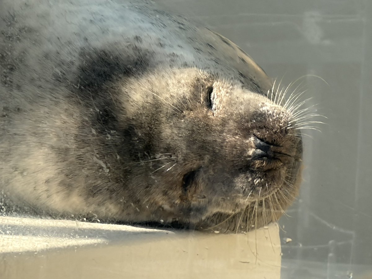 at23_mame's tweet photo. 今日は鳥羽水族館行ってました！
かわいいがいっぱいだった！
（学マス知らない友達と行ったから
ぬいは留守番です） https://t.co/KPOfkl1IdN