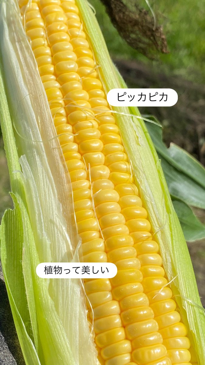 honoiro2021's tweet photo. 抑制栽培とうもろこし2Lサイズ（380g）を収穫するための施肥基準（参考：山梨県総合農業技術センター）よりも

・窒素肥料：約94％減
・リン酸肥料：100％減
・カリ肥料：約33％減

の施肥削減で、平均400g近くで収穫できてます。

リン入れない。
窒素ほんの少し。
施肥はほぼ硫酸カリだけ。#家庭菜園 https://t.co/huG5WU3FqO
