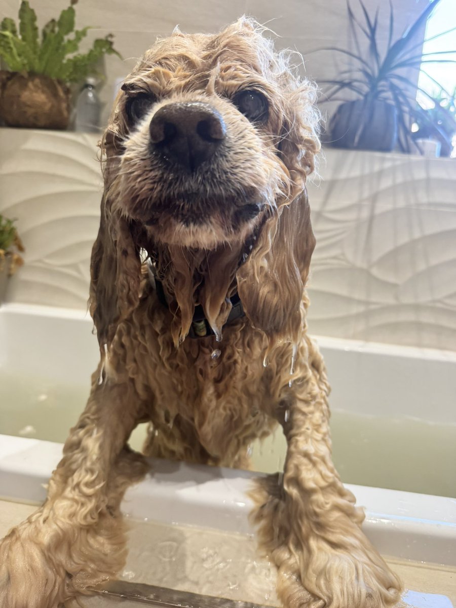 SpanielsSuper's tweet photo. This has been such a terrible day! I was grabbed #Doghandled into scalding water
Washed with nasty soap
#Drownded with a horrible shower 
Ruffed up with a #Towel 
#ItWasAwful
#IskyHatesBaffs https://t.co/548YSFgyIZ