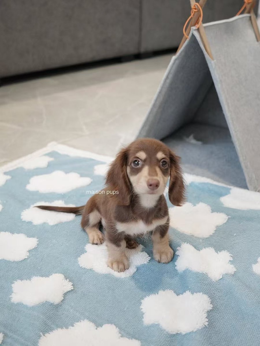 h8sog79553's tweet photo. This is the real little Freya.🥰

#freya #srchafreen https://t.co/sSify4fChw