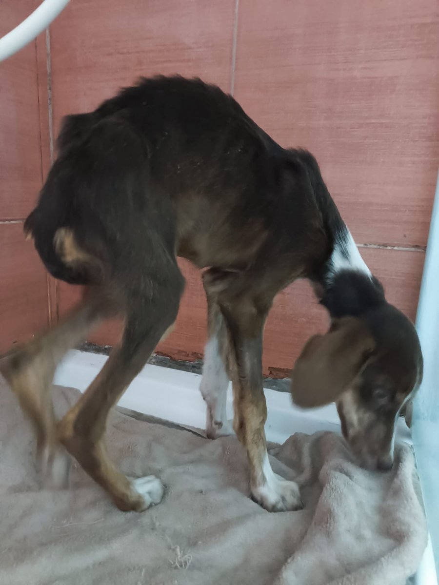t43542's tweet photo. Kanlı isal aşırı borçluyum veterinere tedavisi için desteğinize ihtiyaç var 😪 https://t.co/Xsp0QEprHS