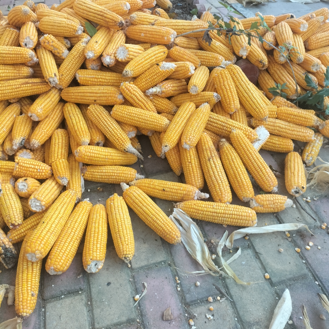 Noem9o's tweet photo. [I caught someone peeking at the grain reserve—don't even think about taking what you shouldn't!]， https://t.co/Je1iw2rP1t