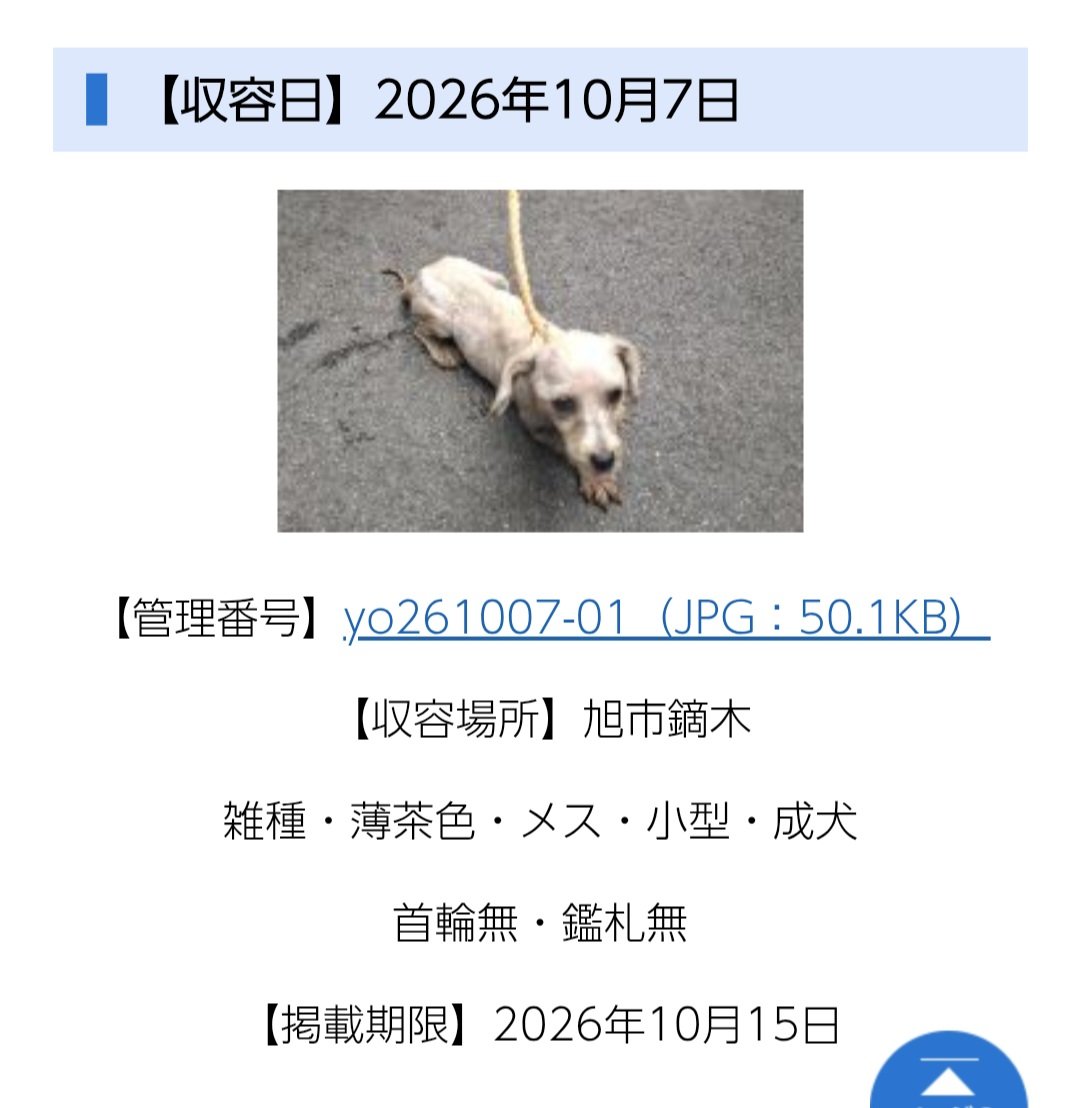 ussii123456's tweet photo. #千葉県愛護センター拡散求む
お迎えがありますように。 https://t.co/7oE44E1Tgn