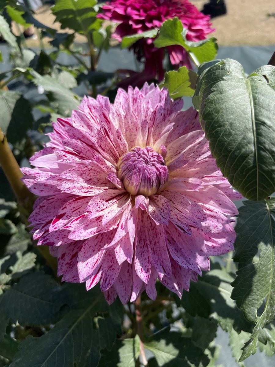 mikideci's tweet photo. 今日はいい天気だったので #神代植物公園 へ行ってきた。ダリアは終盤、バラはこれからといったところ。
1. 奏（カナデ）
2. 時の砂（トキノスナ）
3. ハペット・オレンジ・シリル
4. テスブルック・オードリー
#散歩の風景 #ミキ散歩 https://t.co/gZLTSOr4ii