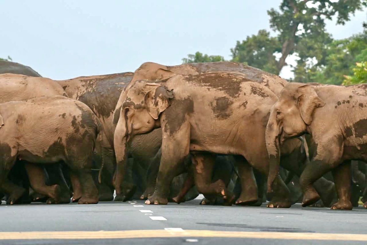 theEcoglobal's tweet photo. Forest officers stop traffic to allow a safe passage to elephants in #Bagdogra, #WestBengal .
#saveelephant
#elephant
#wildlife https://t.co/aKANxtEIBY