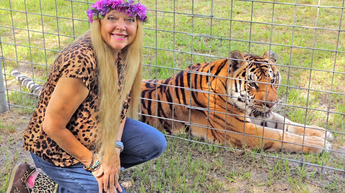 Mockingjay_us's tweet photo. UPDATE: Tiger King's Carole Baskin urges no tiger cull after a man was killed at Yorkshire Wildlife Park, saying the tiger 'was not doing anything wrong by being a tiger.' https://t.co/dfHKF43iNL