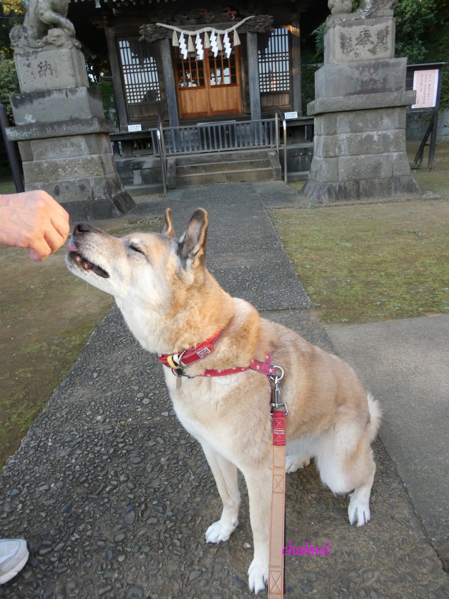chakool2014's tweet photo. オマイリのゴホービはカクベツなのよ https://t.co/V6zsgO9fDU