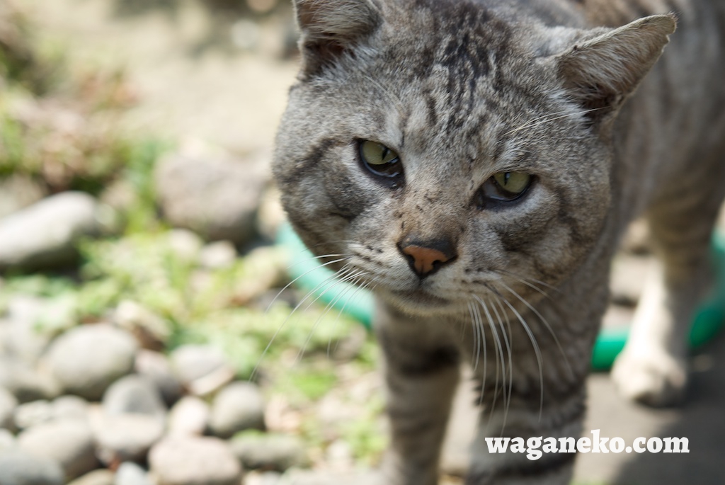SarahLockwef's tweet photo. 今日見た仔猫が狭い路地で少し危険そうで、妊娠中の猫かも？うそみたいに可愛かった！， https://t.co/zuC33u5sJU