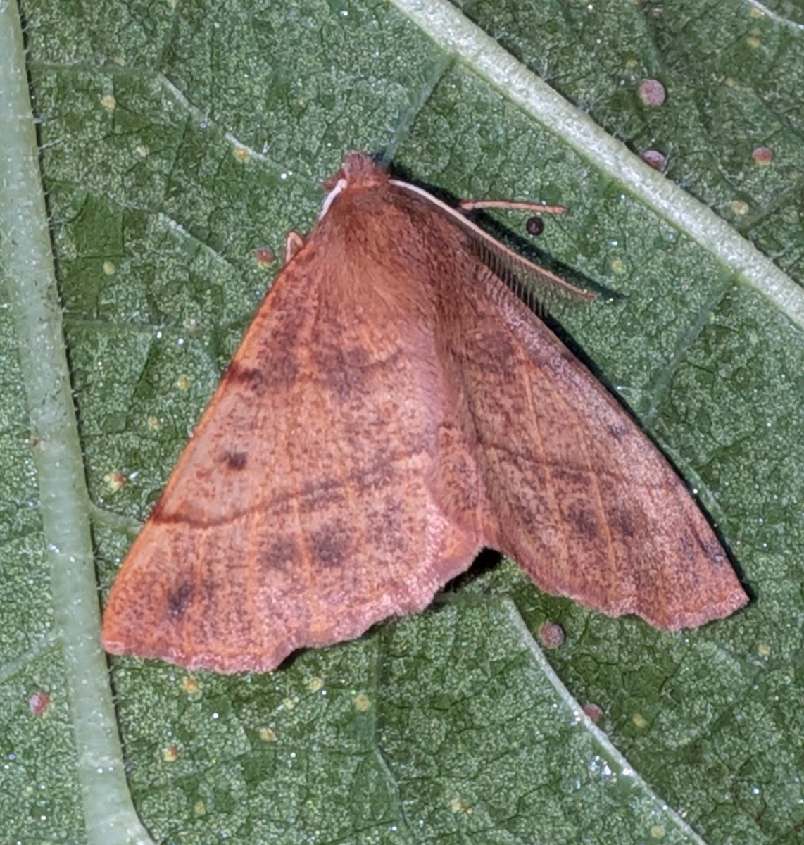 ManfromMarton's tweet photo. Marton #moths last night.
15 of 10spp with 4 new for year: November Moth, Feathered Thorn, Brick and Green-brindled Crescent. 
Also, Rusty-dot and 5 Black Rustics. 
Up to 379spp for year now.
@savebutterflies @BNAscience @LincsWildlife #TeamMoth https://t.co/hWK5pBshSQ