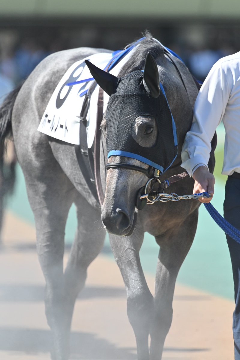 ayt5myte's tweet photo. ホールノート
 2歳新馬戦

クロフネの血の芦毛かわいい

姉 スルーセブンシーズ https://t.co/JxeBE6YGeW