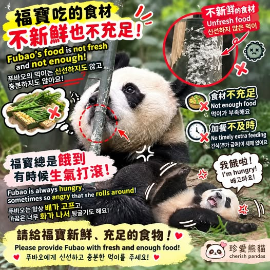 Lovepandas520's tweet photo. https://t.co/faw1sBWAou https://t.co/yZQdwqDenU