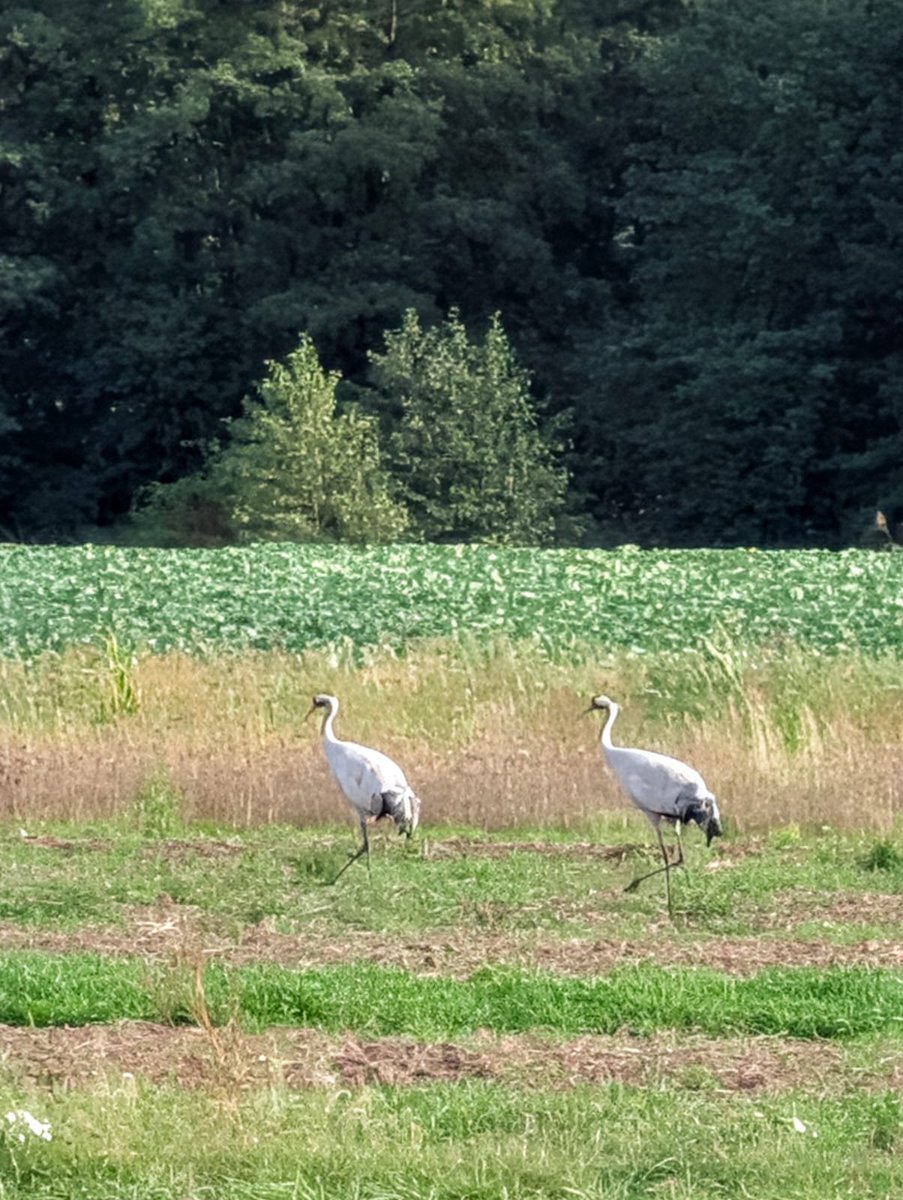 anna_rake's tweet photo. Today I went for a little trip to some nearby villages and spotted two cranes along the way 💜✨☺️ https://t.co/FXDmHBQN6h
