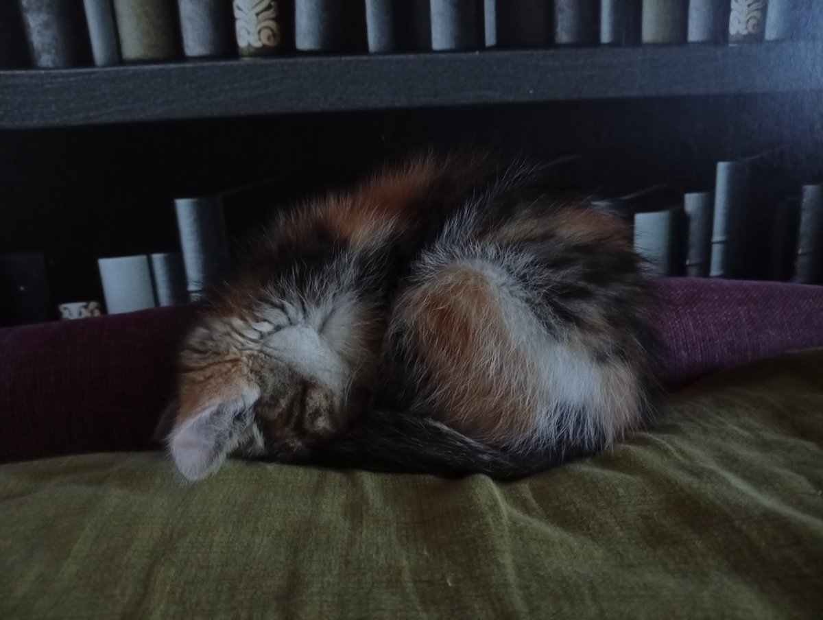 rena_rrrl's tweet photo. Она так смешно спала https://t.co/mSIfxEbkGQ