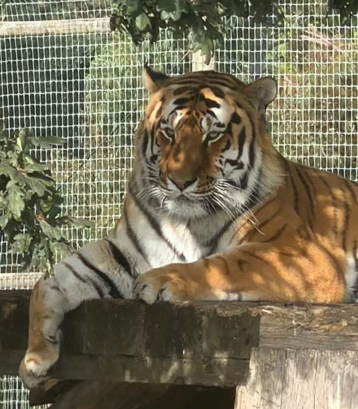 poptime's tweet photo. 🚨 Tigre que m*tou homem que INVADIU o seu recinto em zoológico na Inglaterra NÃO SERÁ eutanasiado:

"Nós podemos reafirmar a todos que ele está SEGURO e BEM e nós NÃO iremos eutanasiá-lo por conta do incidente." https://t.co/McLIMYDe6P