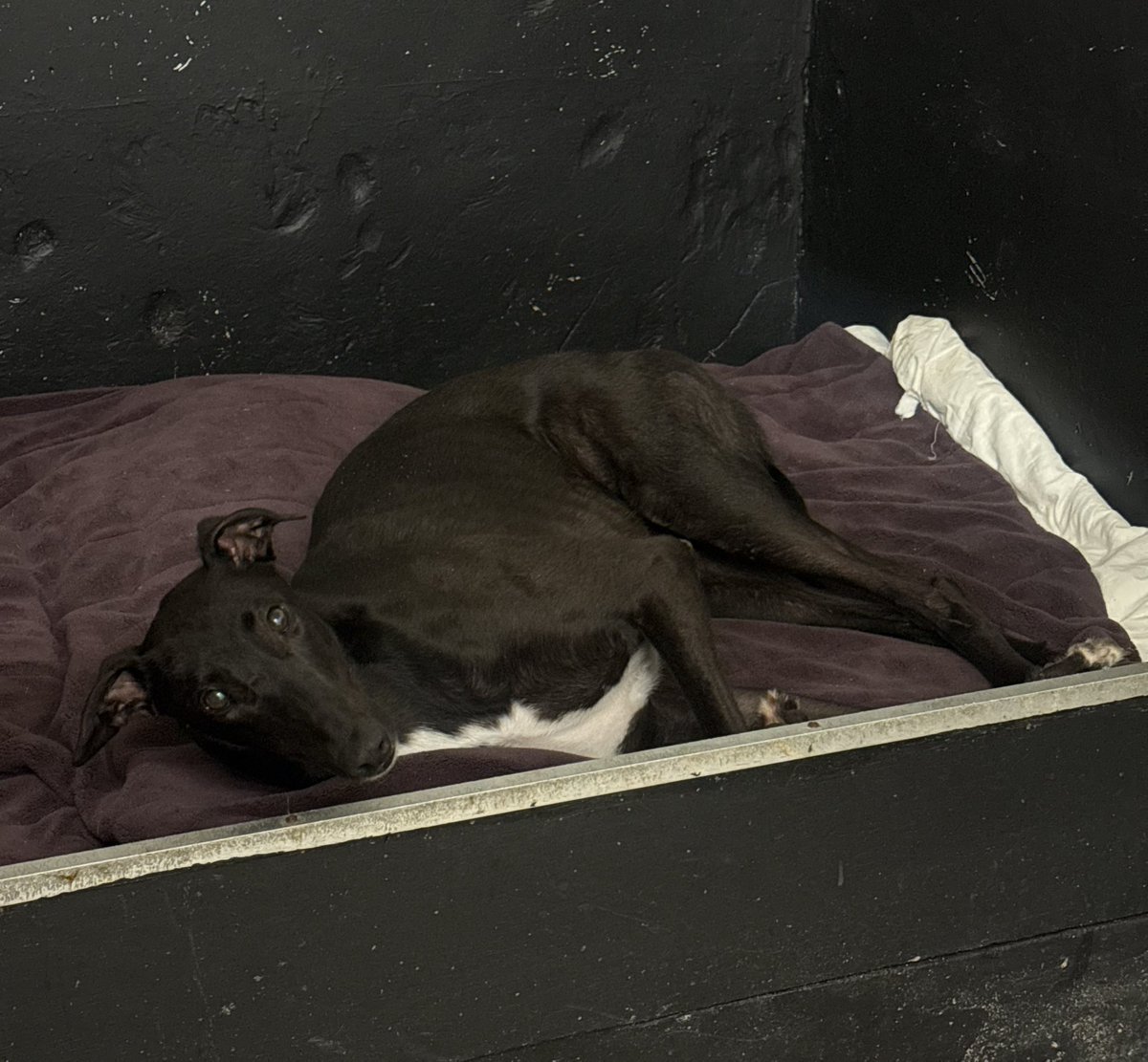 Livi_Noble's tweet photo. Bedtime 💤 for the @RomfordDogs raiders 🐾 @daveleeracing 💙 
Stumpy Sol, Lucy, Izzy, Tim, Blackie, Dobbie, Beep 
🐶🐶🐶🐶🐶🐶🐶 
@rgoachairman @OliHook https://t.co/9GfDwURClR